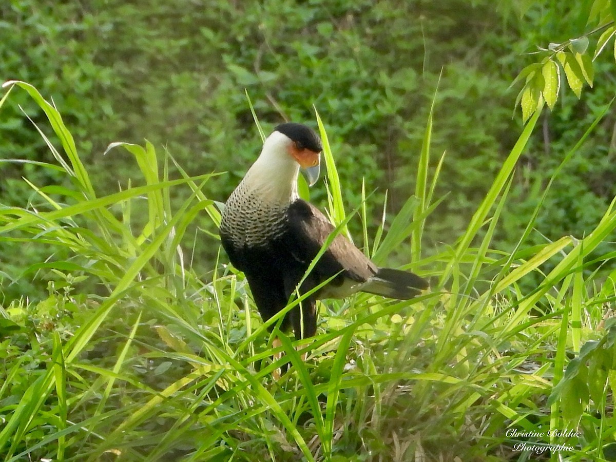 ミナミカラカラ - ML646963920