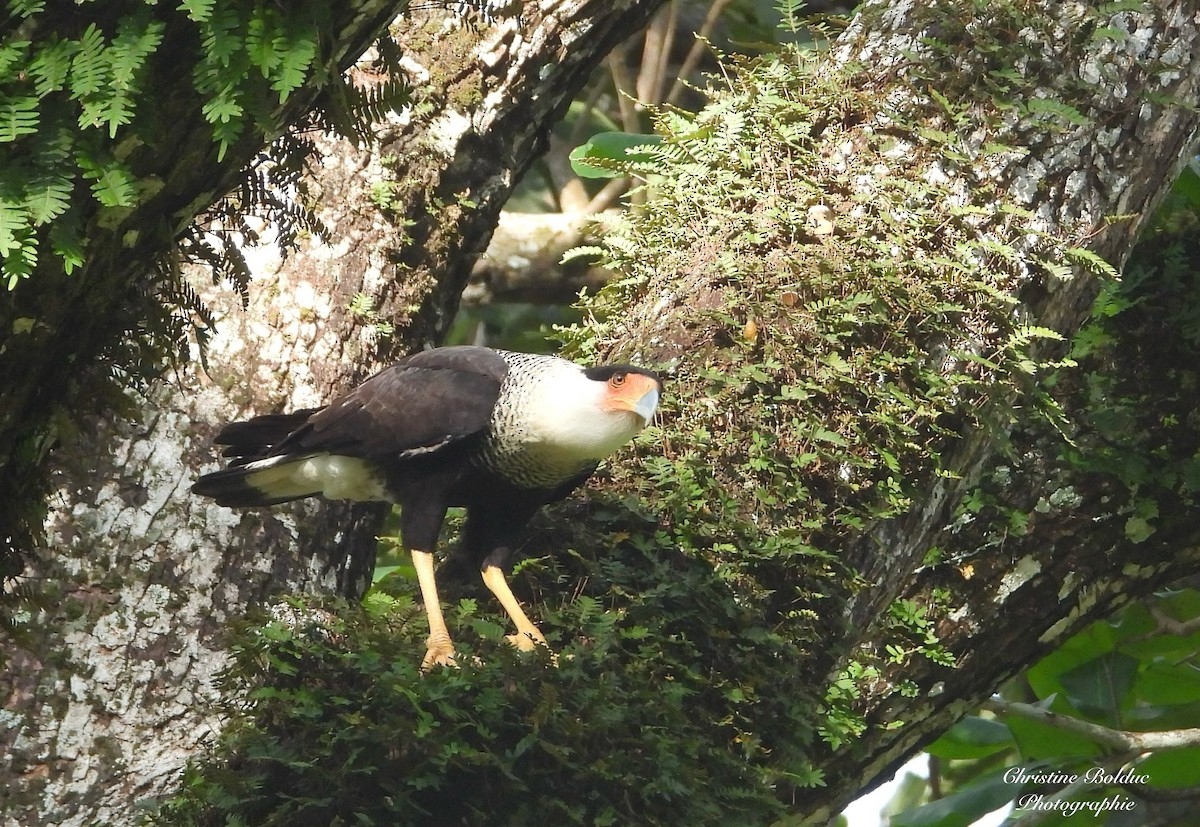 ミナミカラカラ - ML646963921