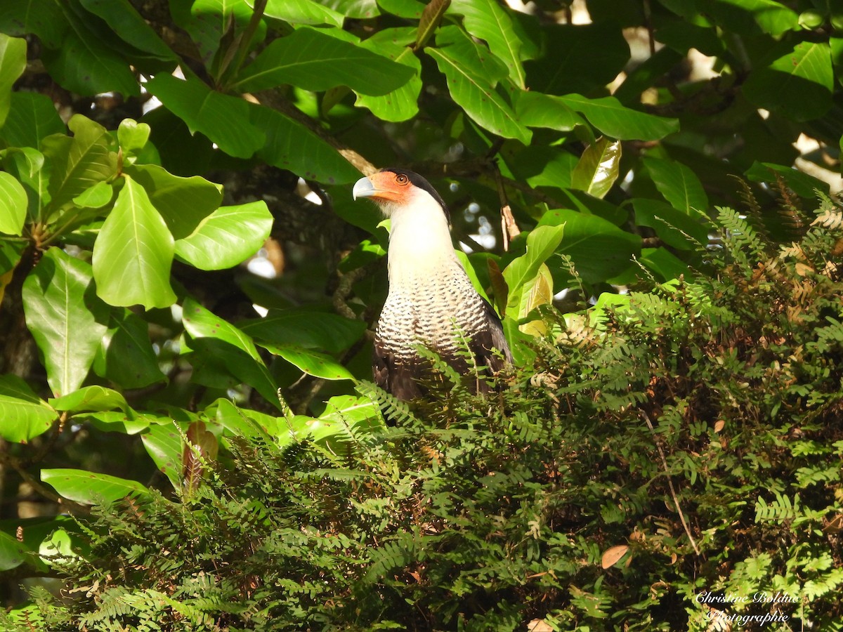 ミナミカラカラ - ML646963922