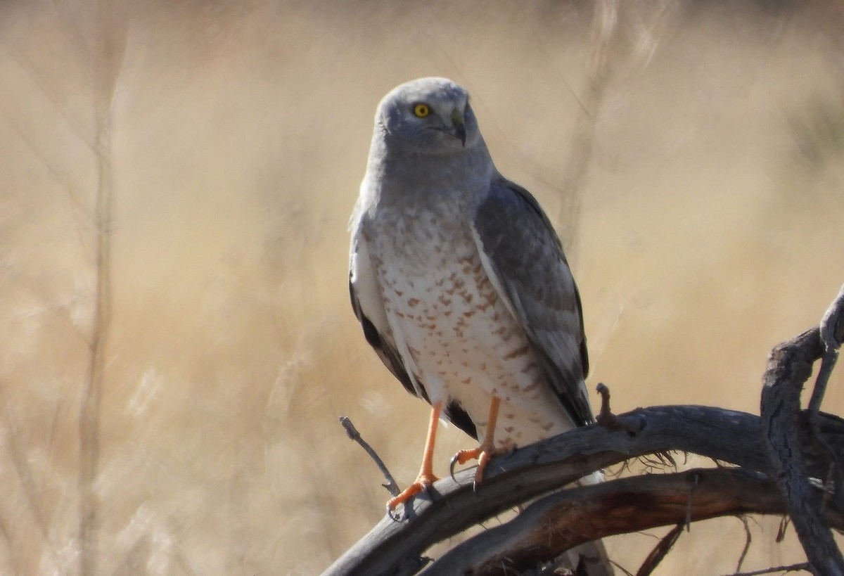 זרון אמריקני - ML646963927