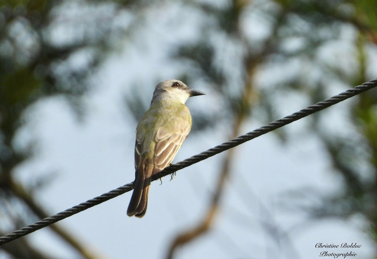 オリーブタイランチョウ - ML646963929