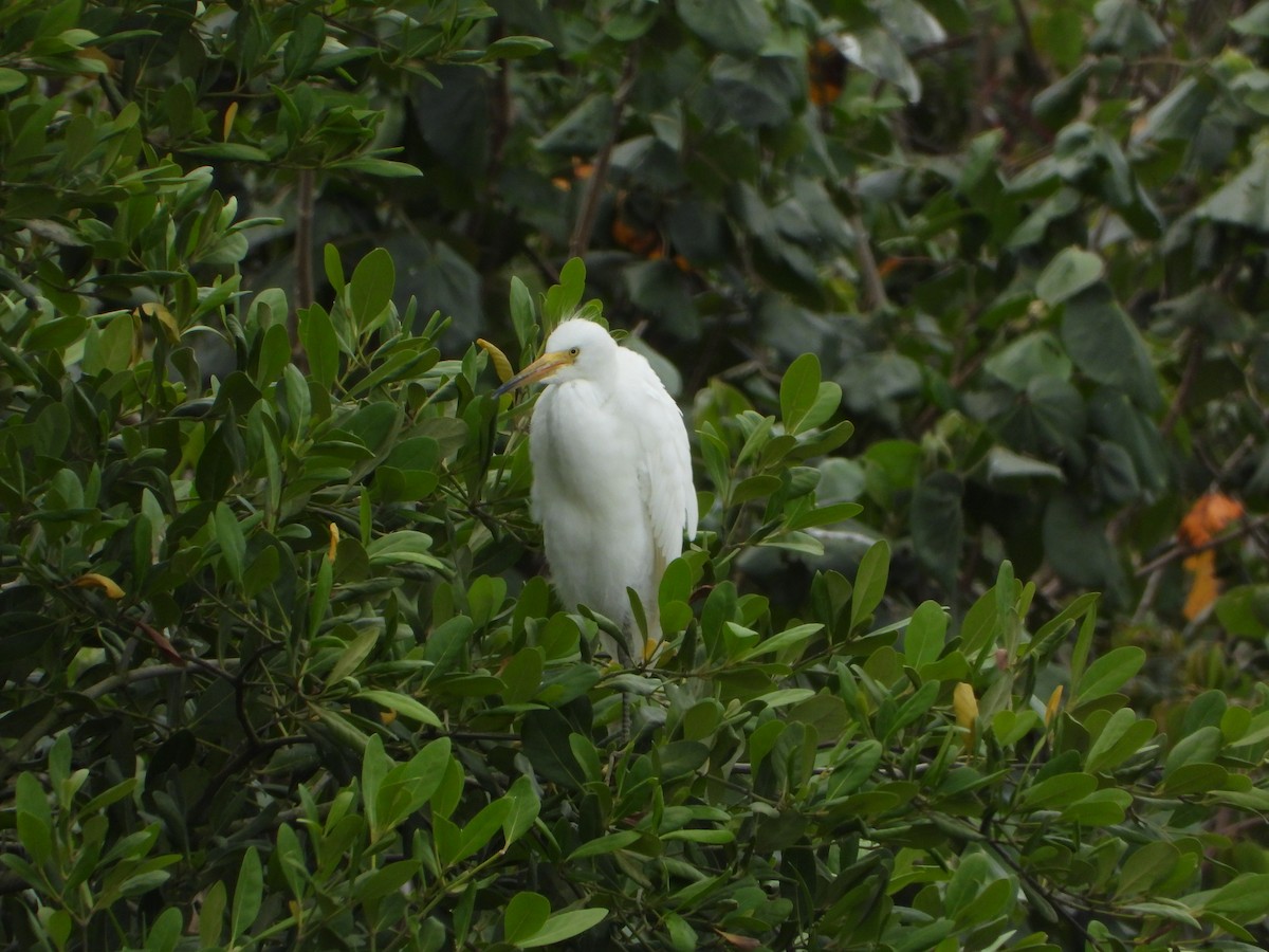 Snowy Egret - ML646963934