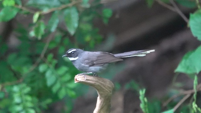 Віялохвістка білогорла - ML646963937