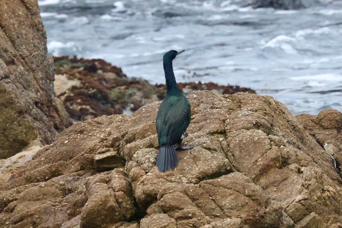 Pelagic Cormorant - ML646963943