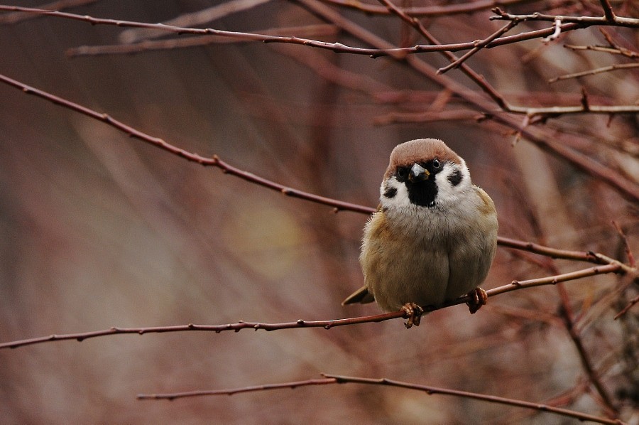 Eurasian Tree Sparrow - ML646963953