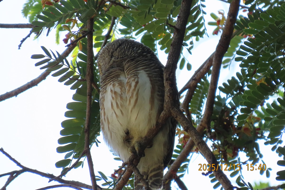 Asian Barred Owlet - ML646963971