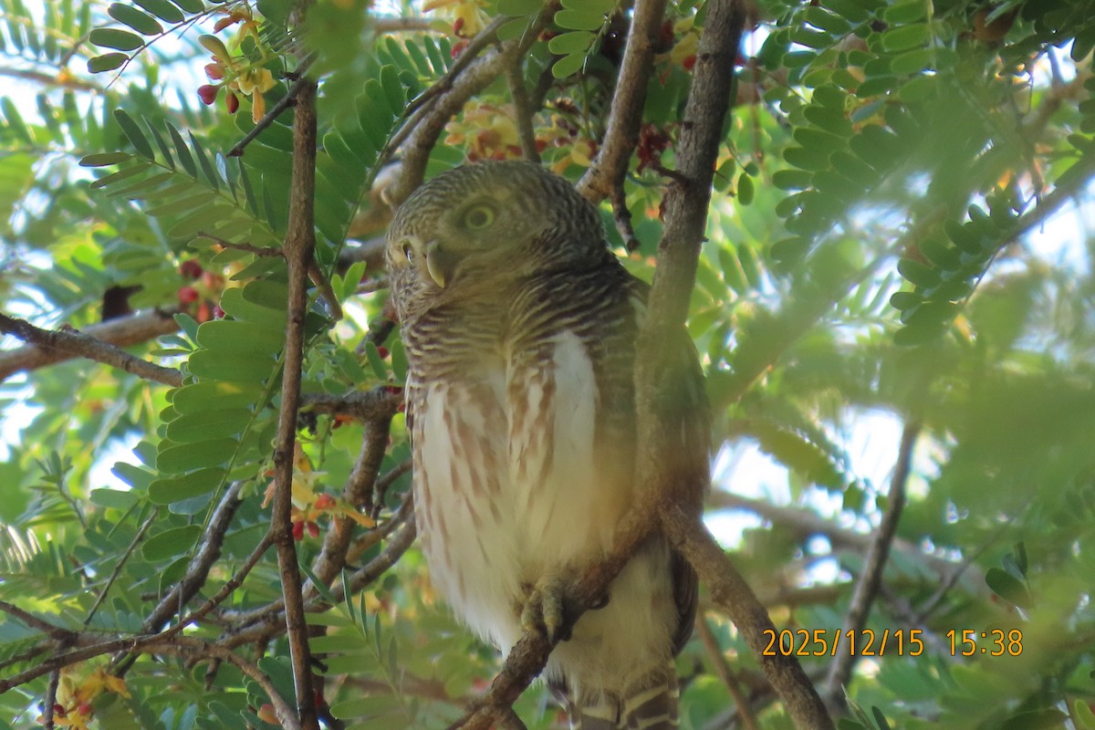 Asian Barred Owlet - ML646963972