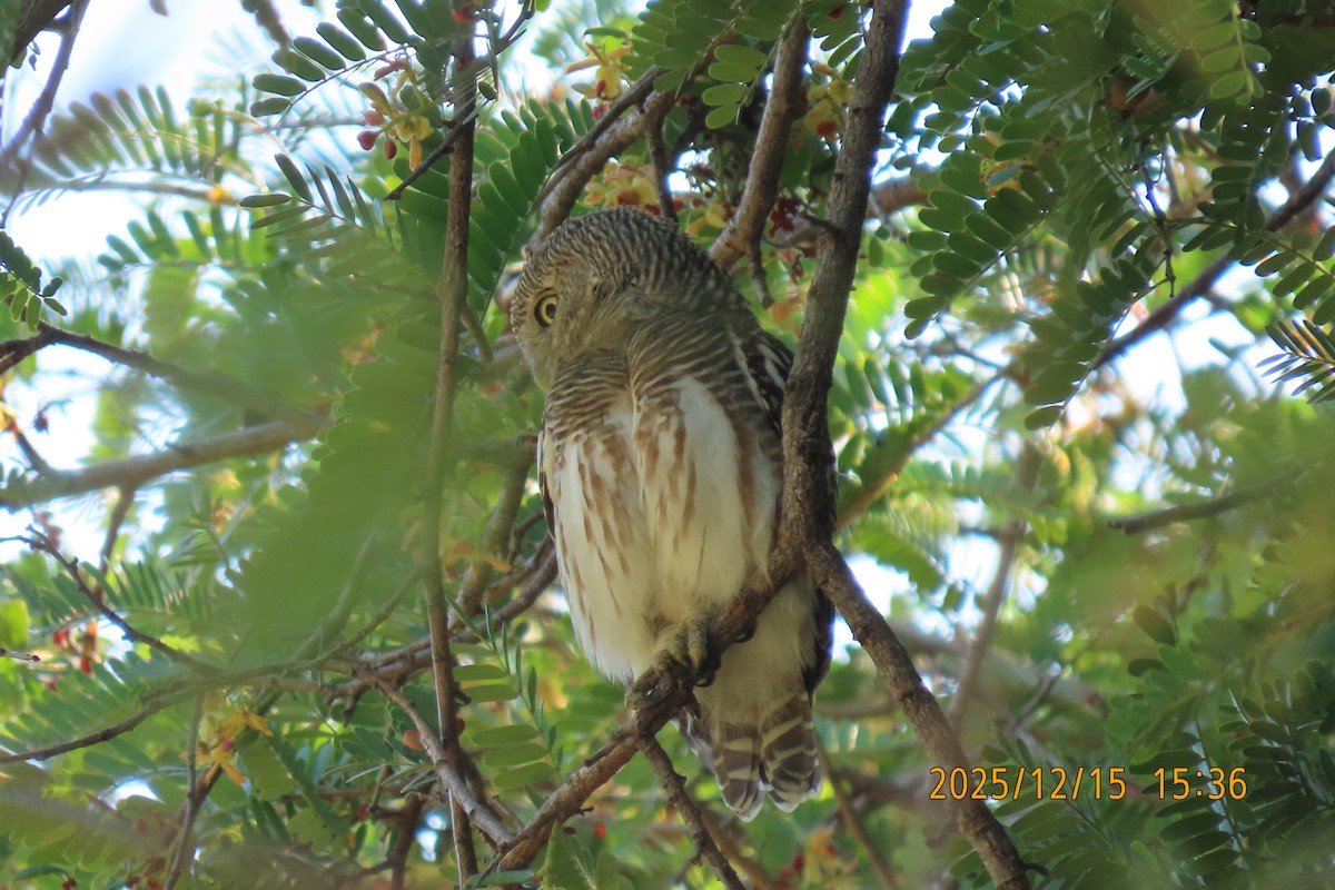 Asian Barred Owlet - ML646963974