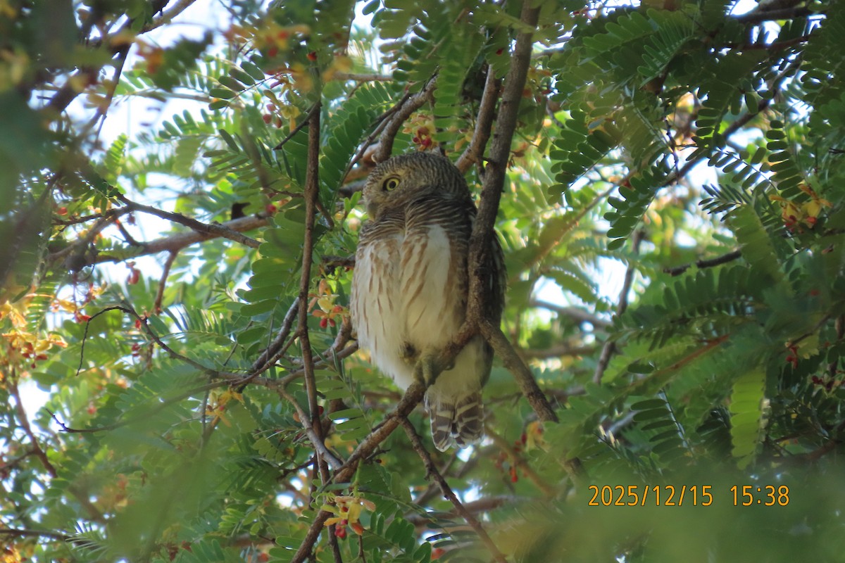 Asian Barred Owlet - ML646963975