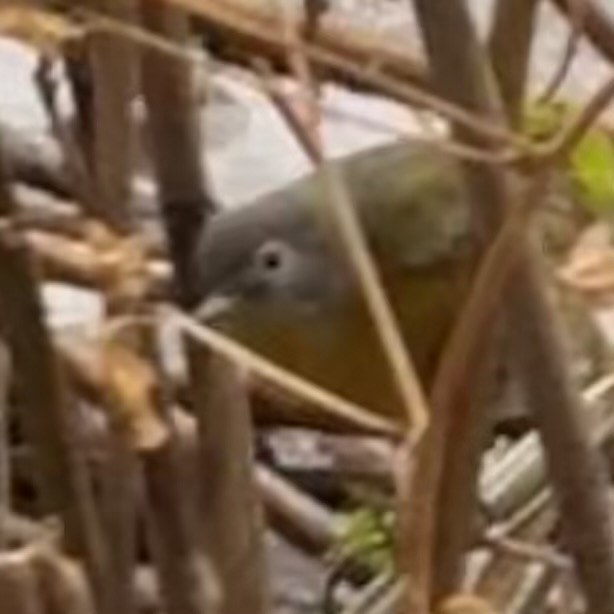 Naşvil Ötleğeni - ML646963976