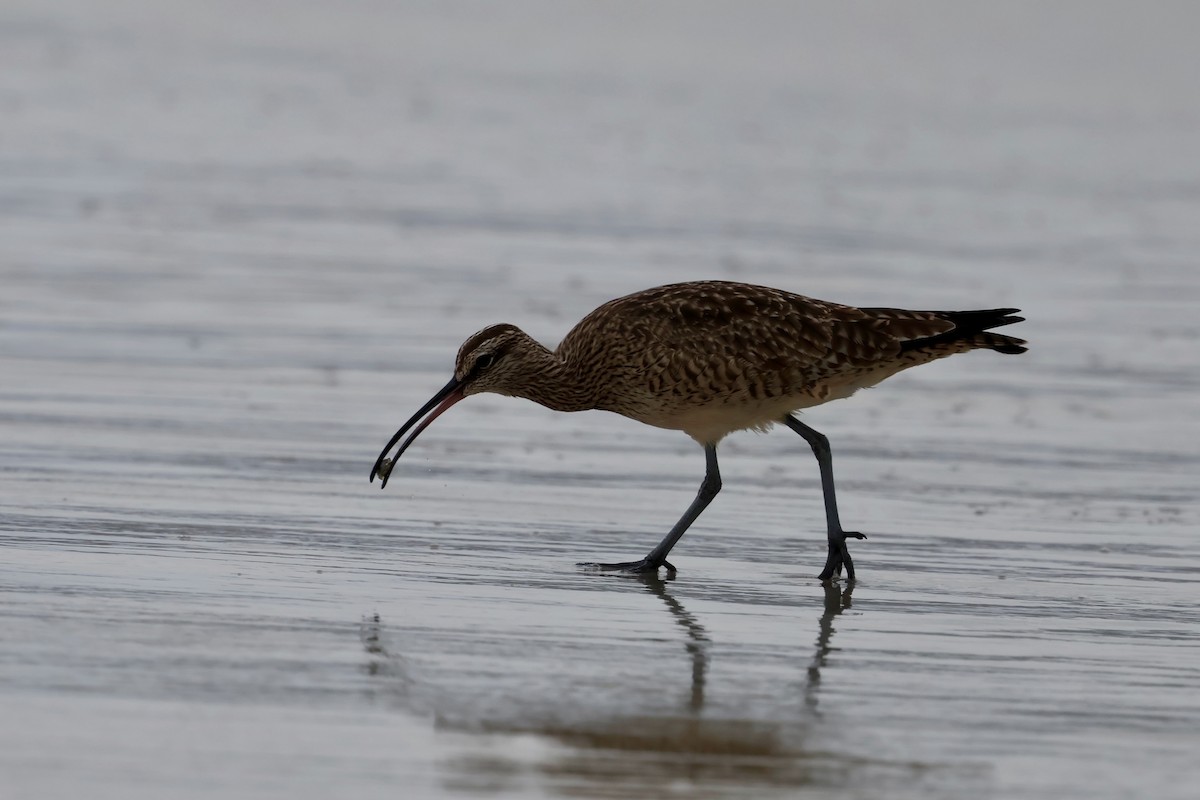 Hudsonian Whimbrel - ML646963980