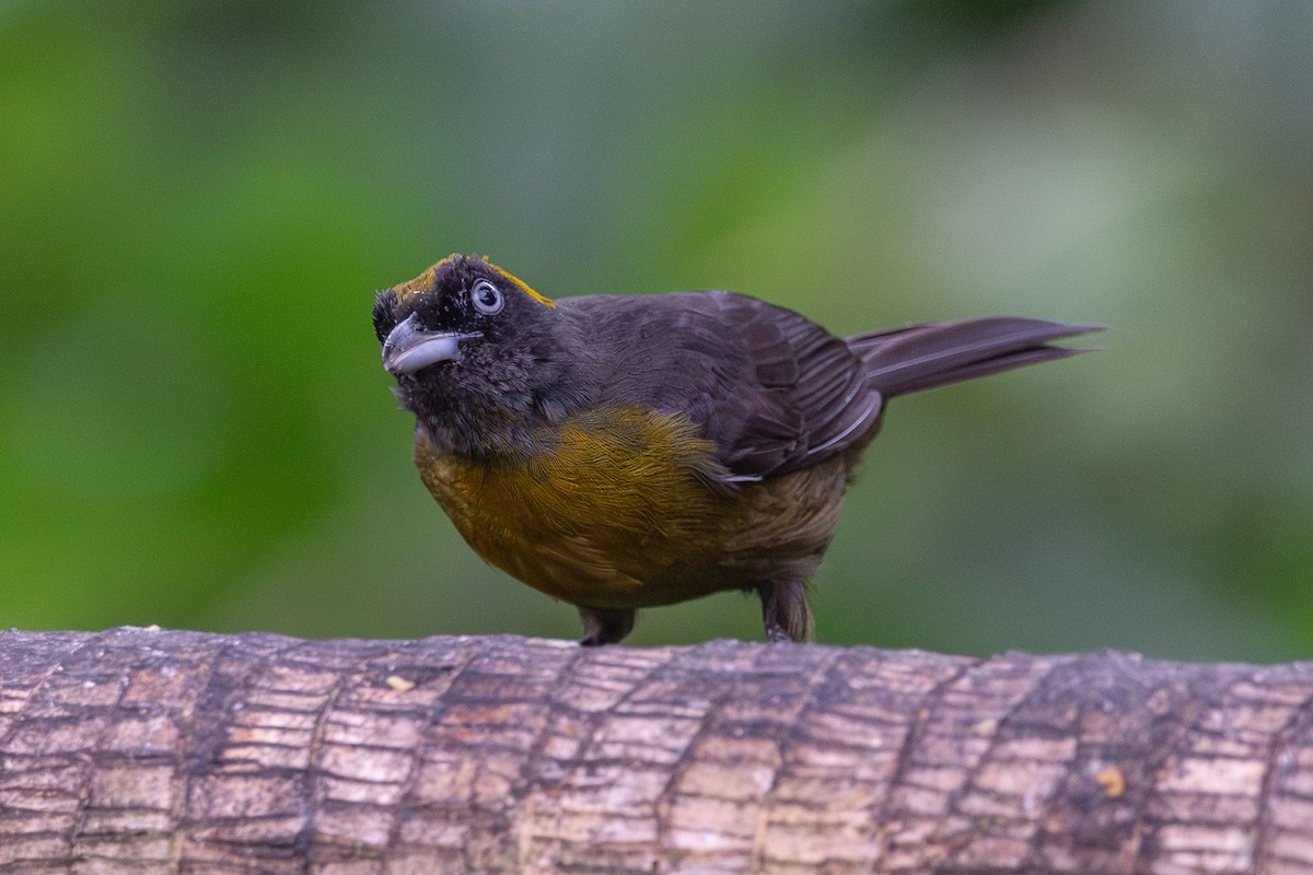 Dusky-faced Tanager - ML646963981