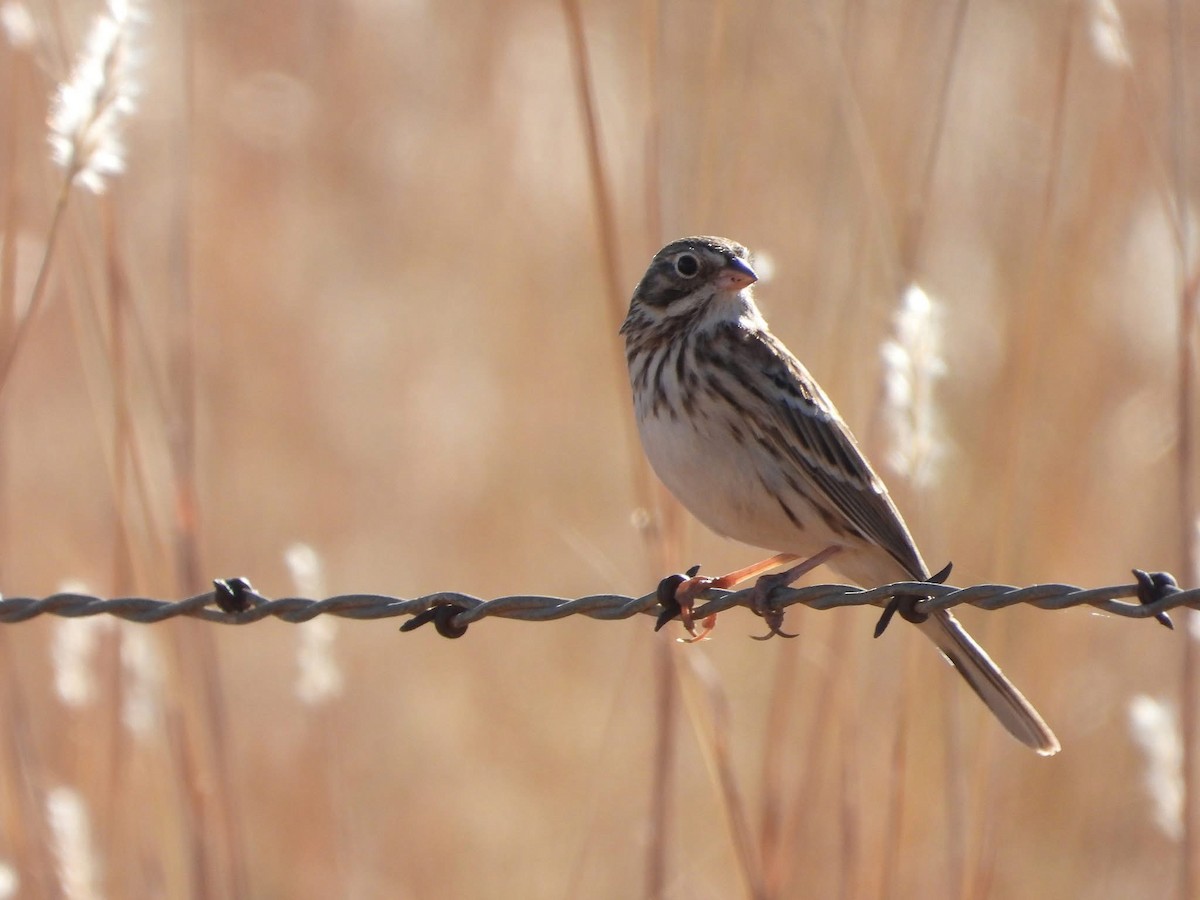 Vesper Sparrow - ML646963982