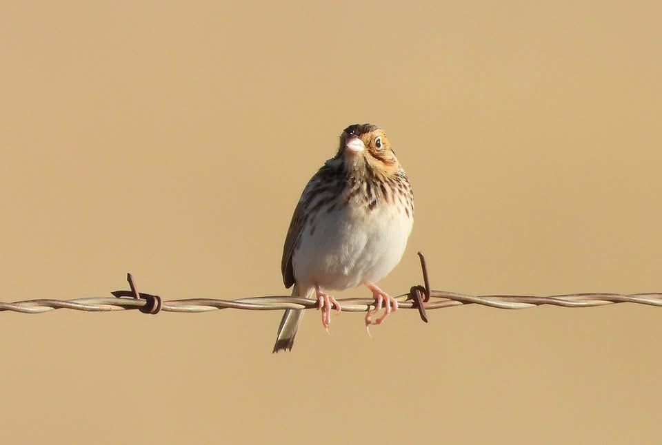 Baird's Sparrow - ML646963986