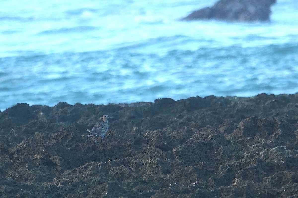 Regenbrachvogel - ML646963987