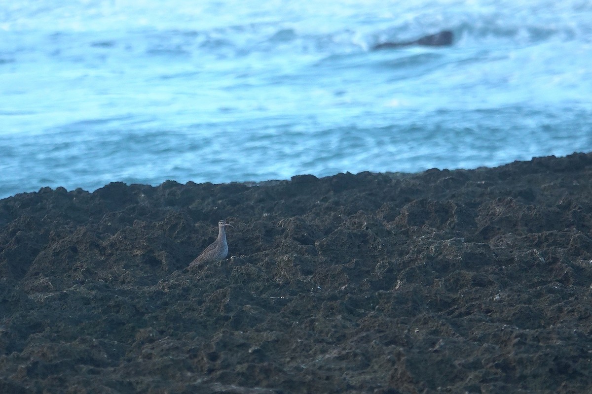 Regenbrachvogel - ML646963988