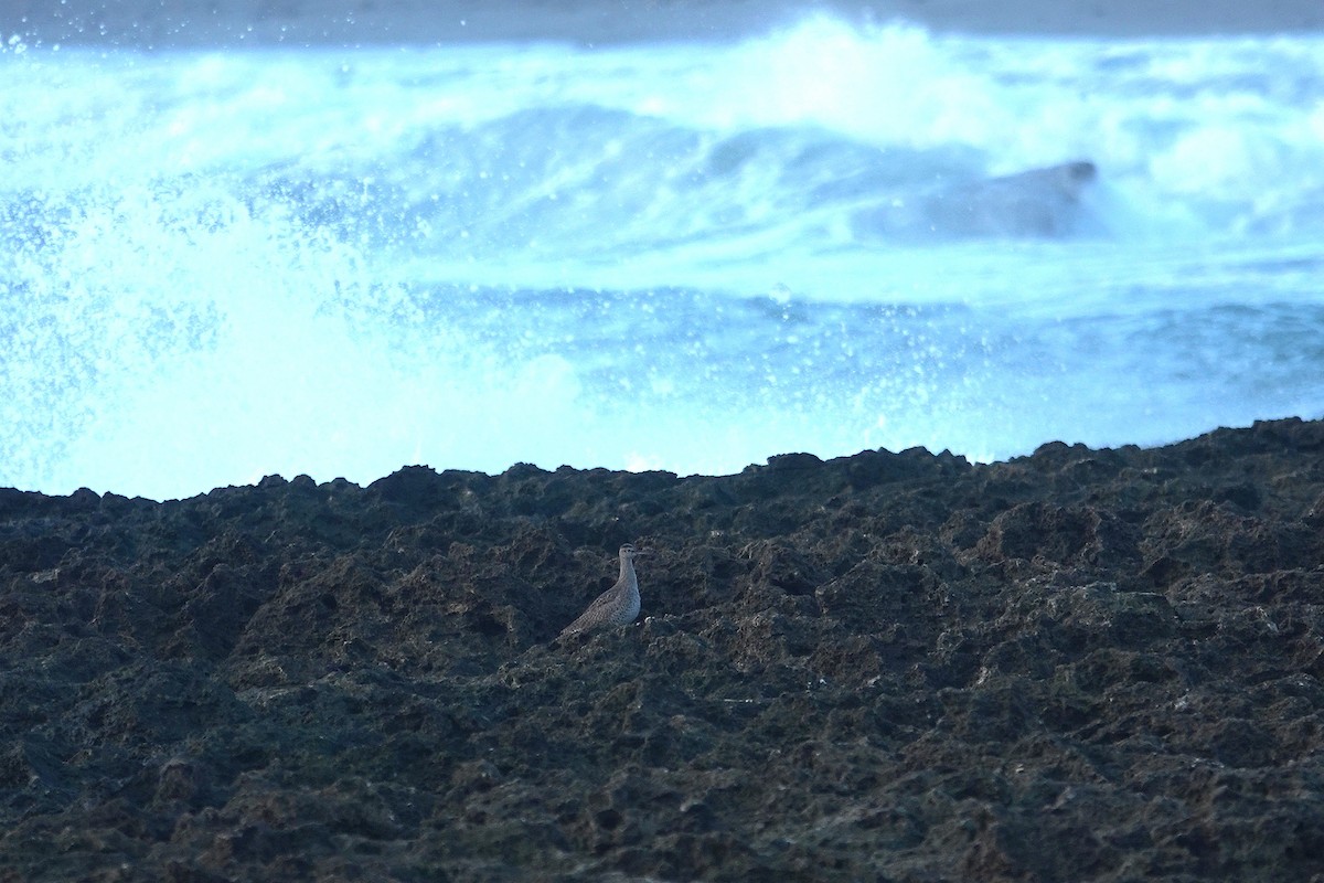 Regenbrachvogel - ML646963989