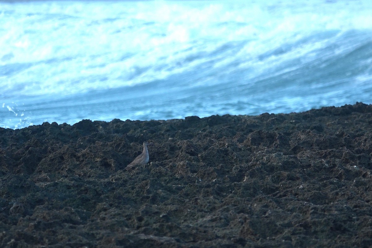 Regenbrachvogel - ML646963990