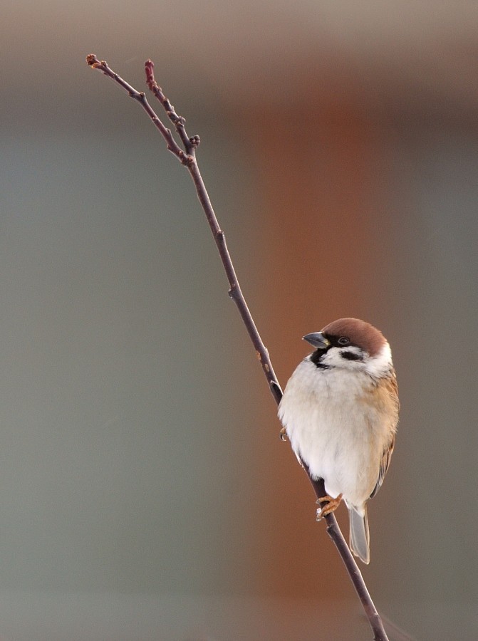 Eurasian Tree Sparrow - ML646963991