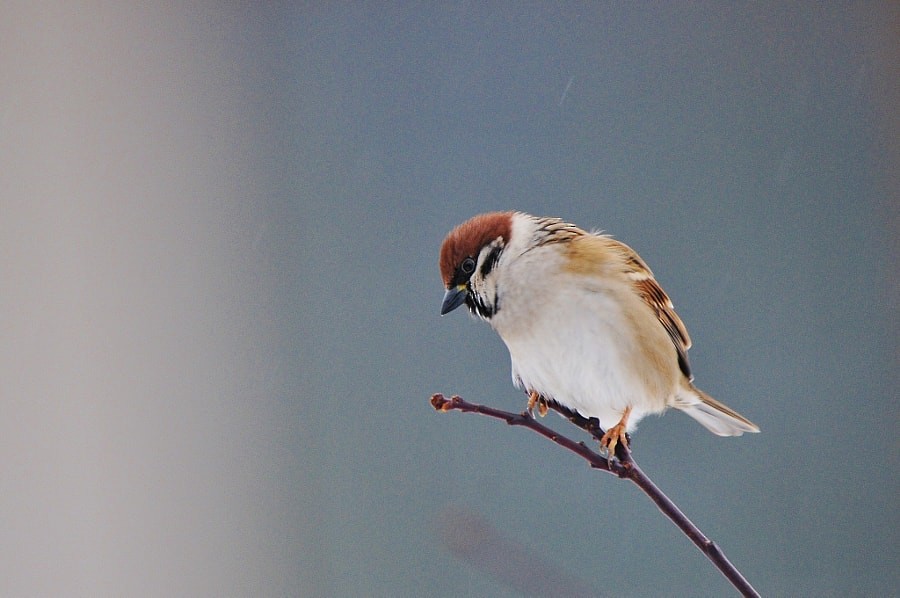 Eurasian Tree Sparrow - ML646963992