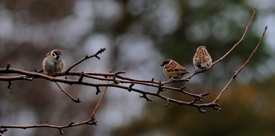 Eurasian Tree Sparrow - ML646963993