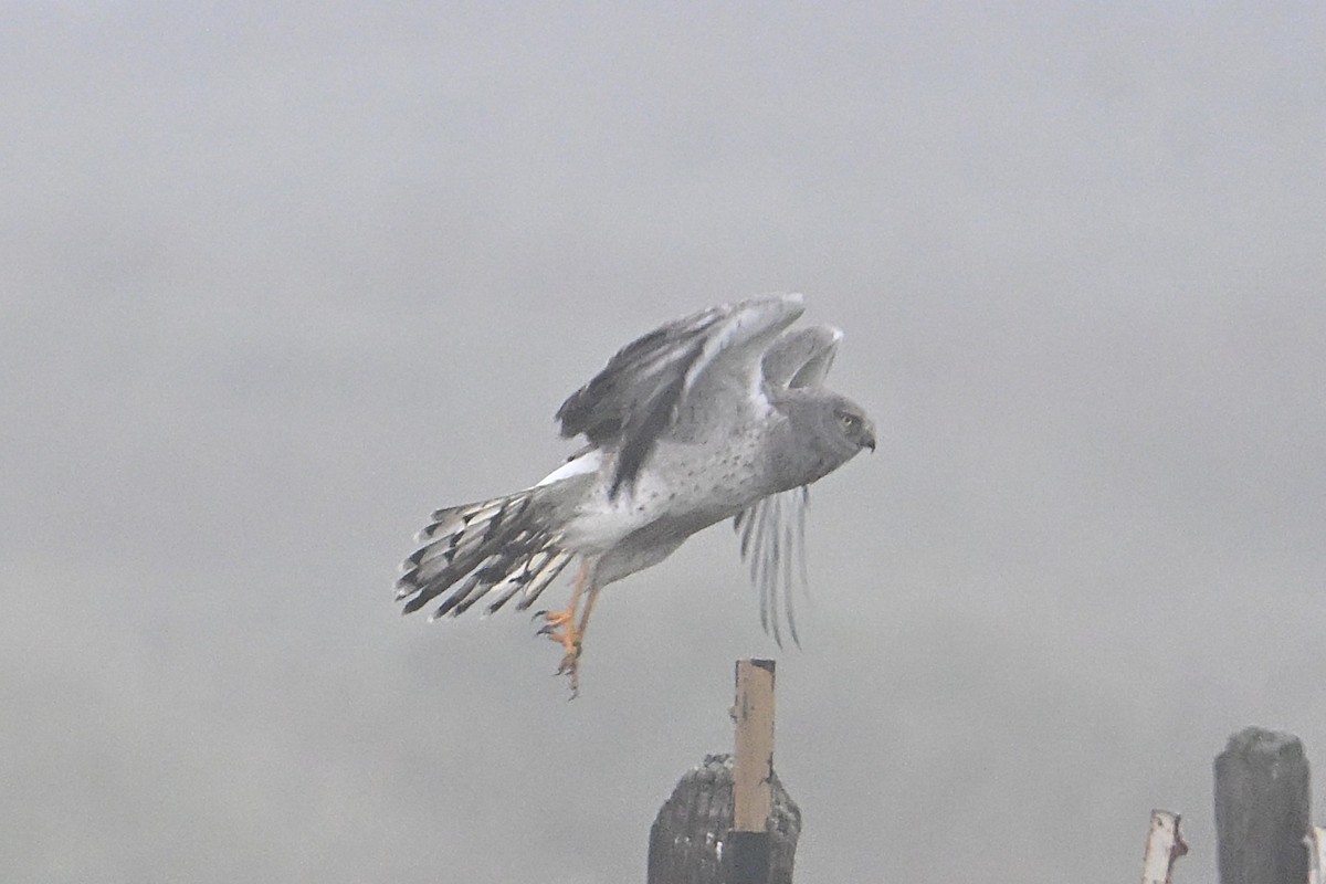 זרון אמריקני - ML646963998
