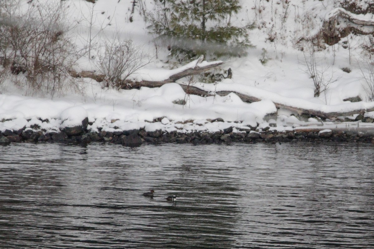 Zerra buruhandia - ML646964000