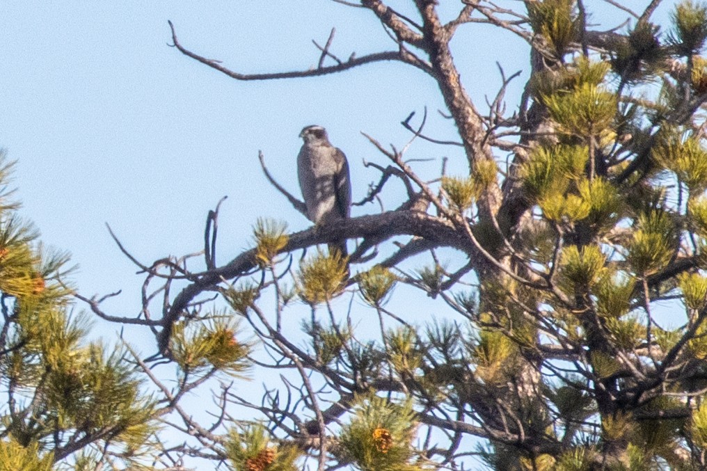 American Goshawk - ML646964004