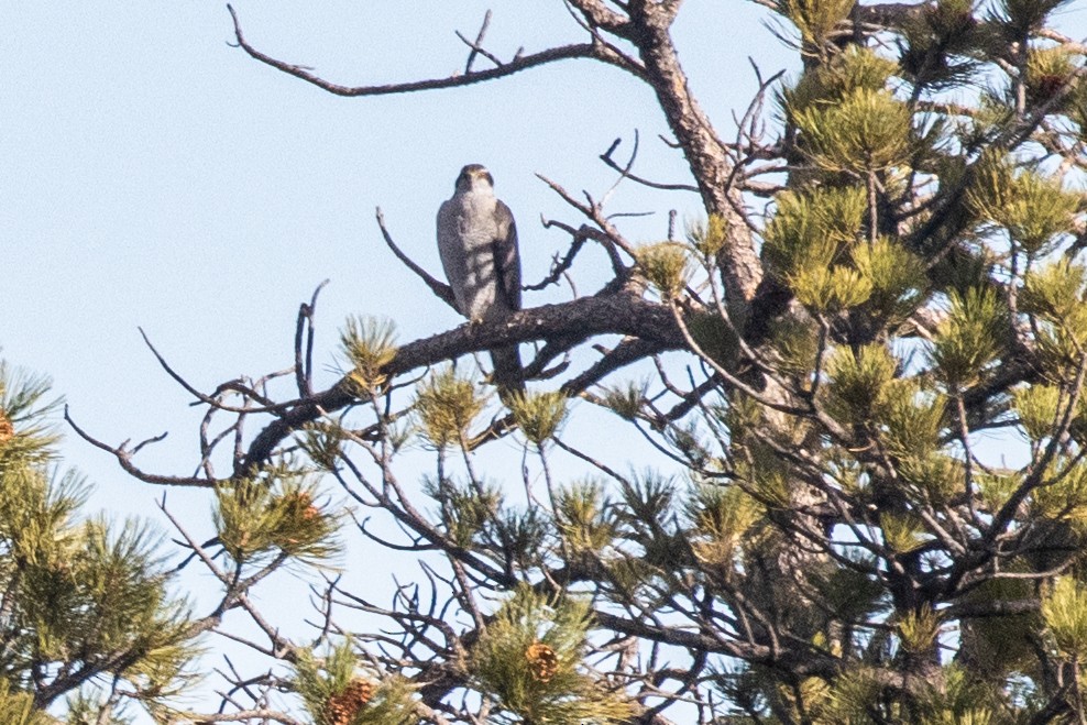 American Goshawk - ML646964005