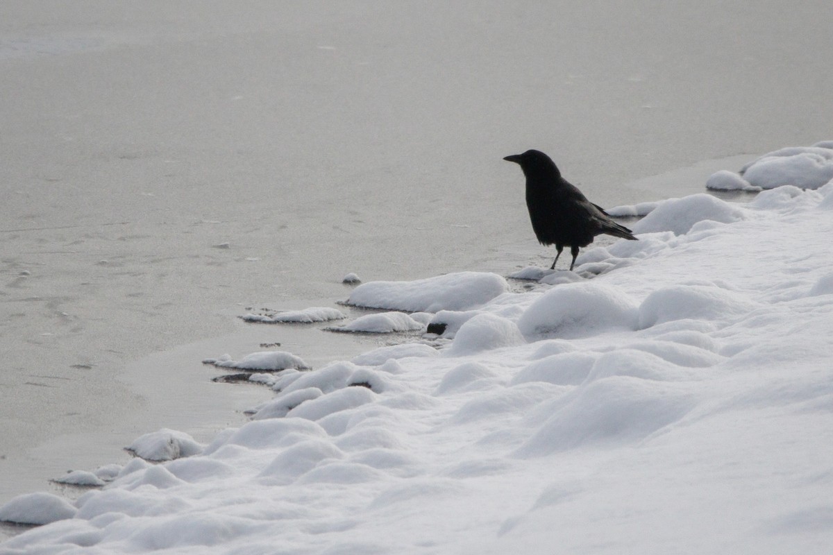 American Crow - ML646964007