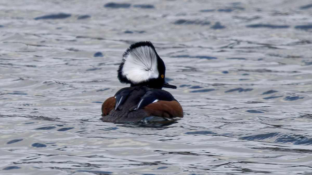 morčák chocholatý - ML646964009