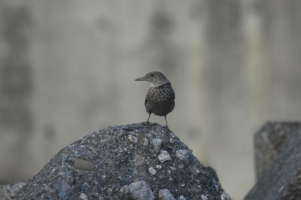 Blaumerle - ML646964010