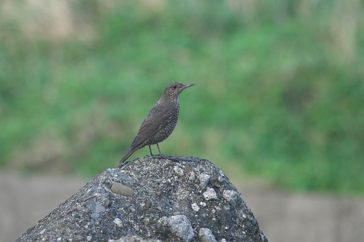 Blaumerle - ML646964011