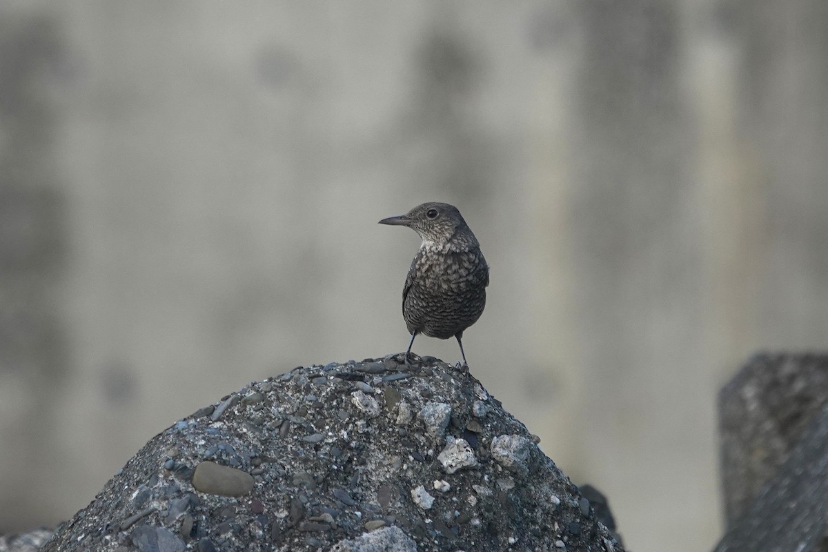 Blaumerle - ML646964012