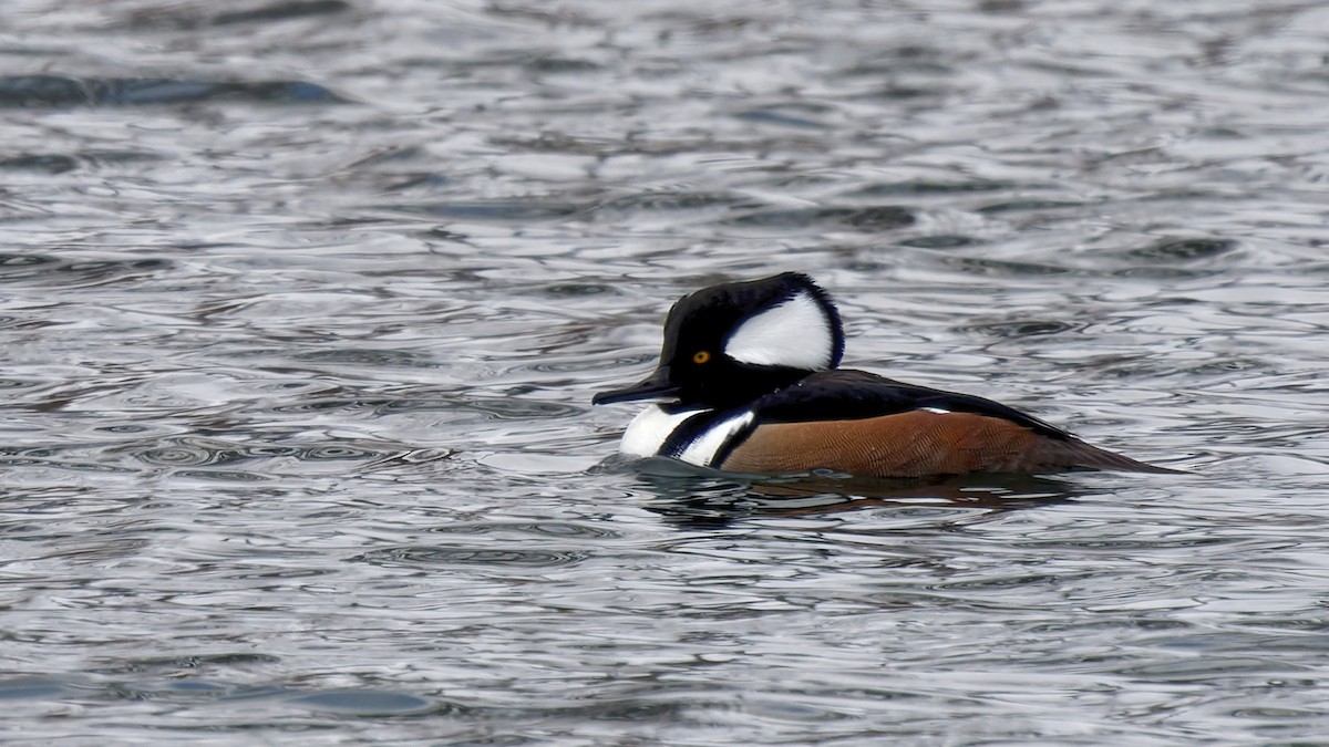 morčák chocholatý - ML646964013