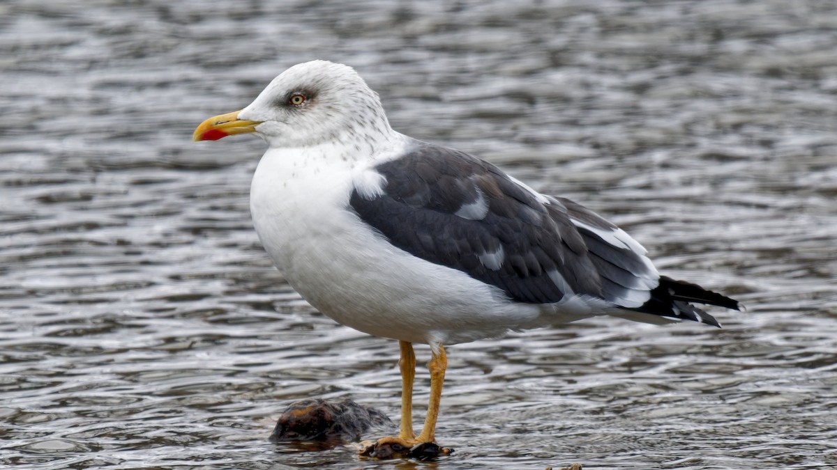 Zafferano - ML646964014