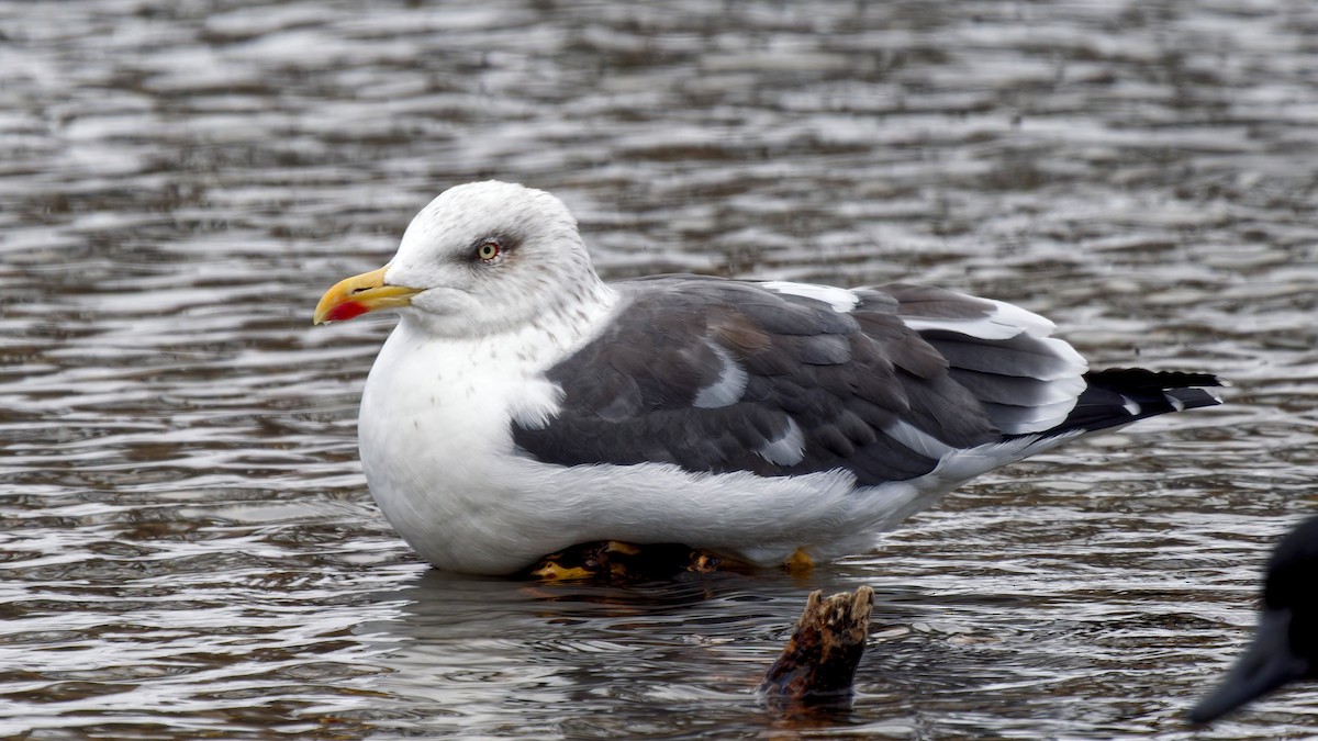 Zafferano - ML646964022