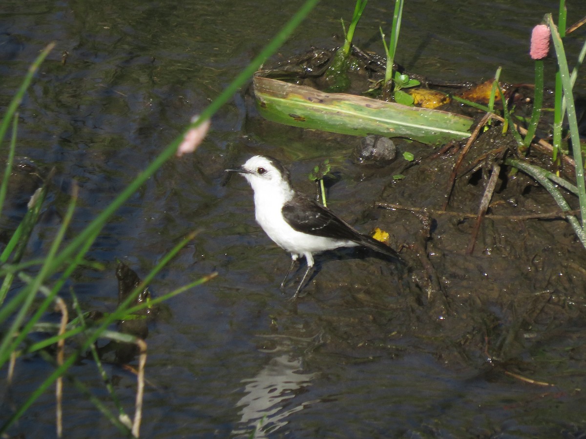 Black-backed Water-Tyrant - ML646964028