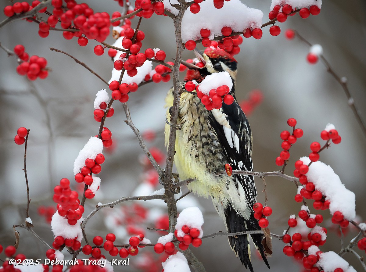 Yellow-bellied Sapsucker - ML646964029