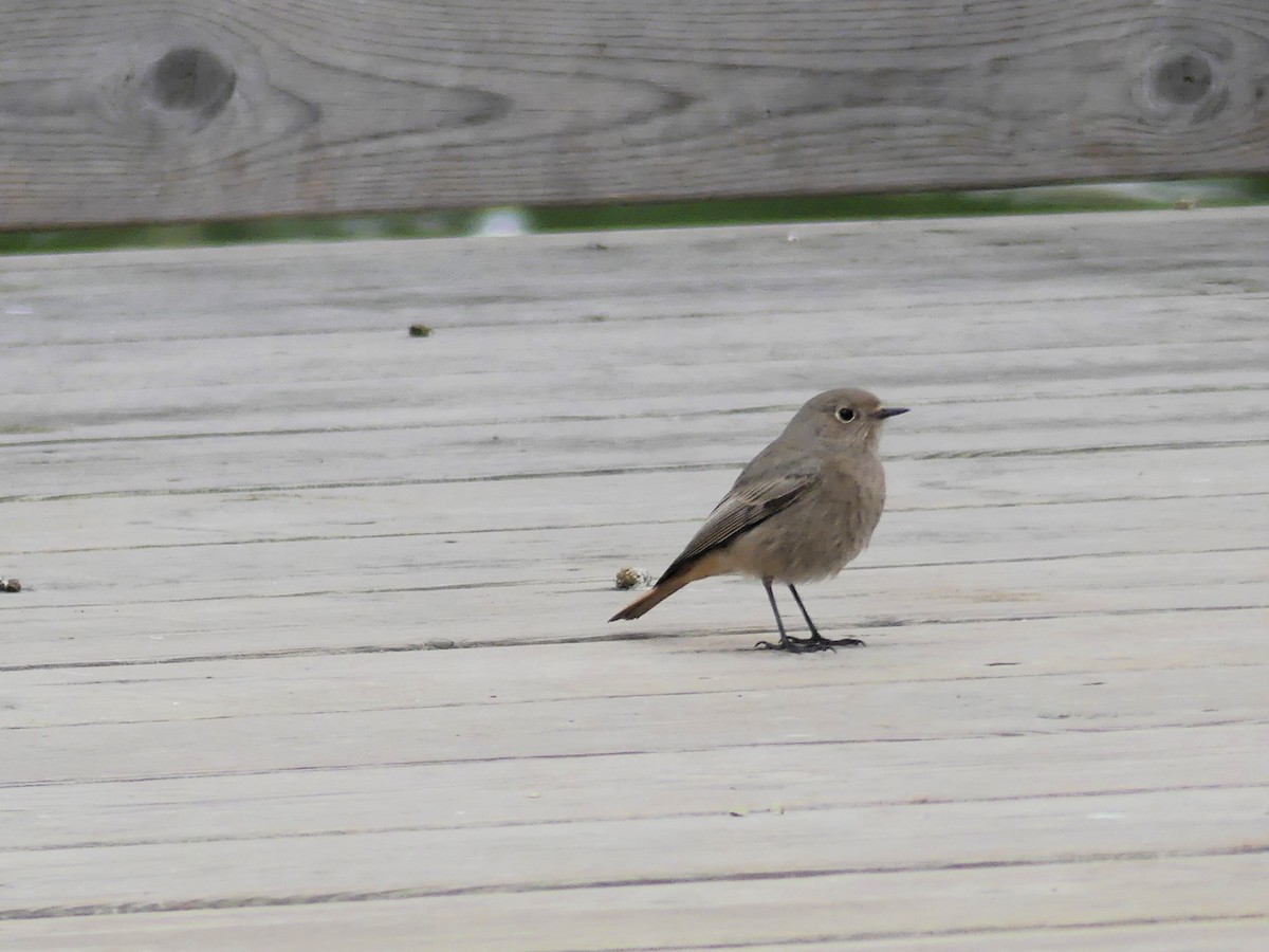 Black Redstart - ML646964030