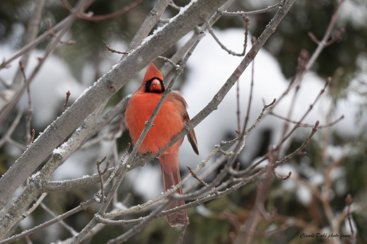 קרדינל צפוני - ML646964031