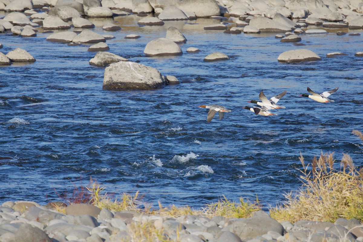 Крех великий - ML646964035