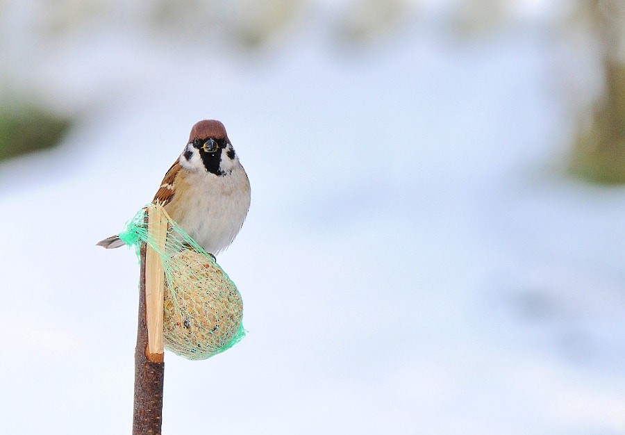 Eurasian Tree Sparrow - ML646964038