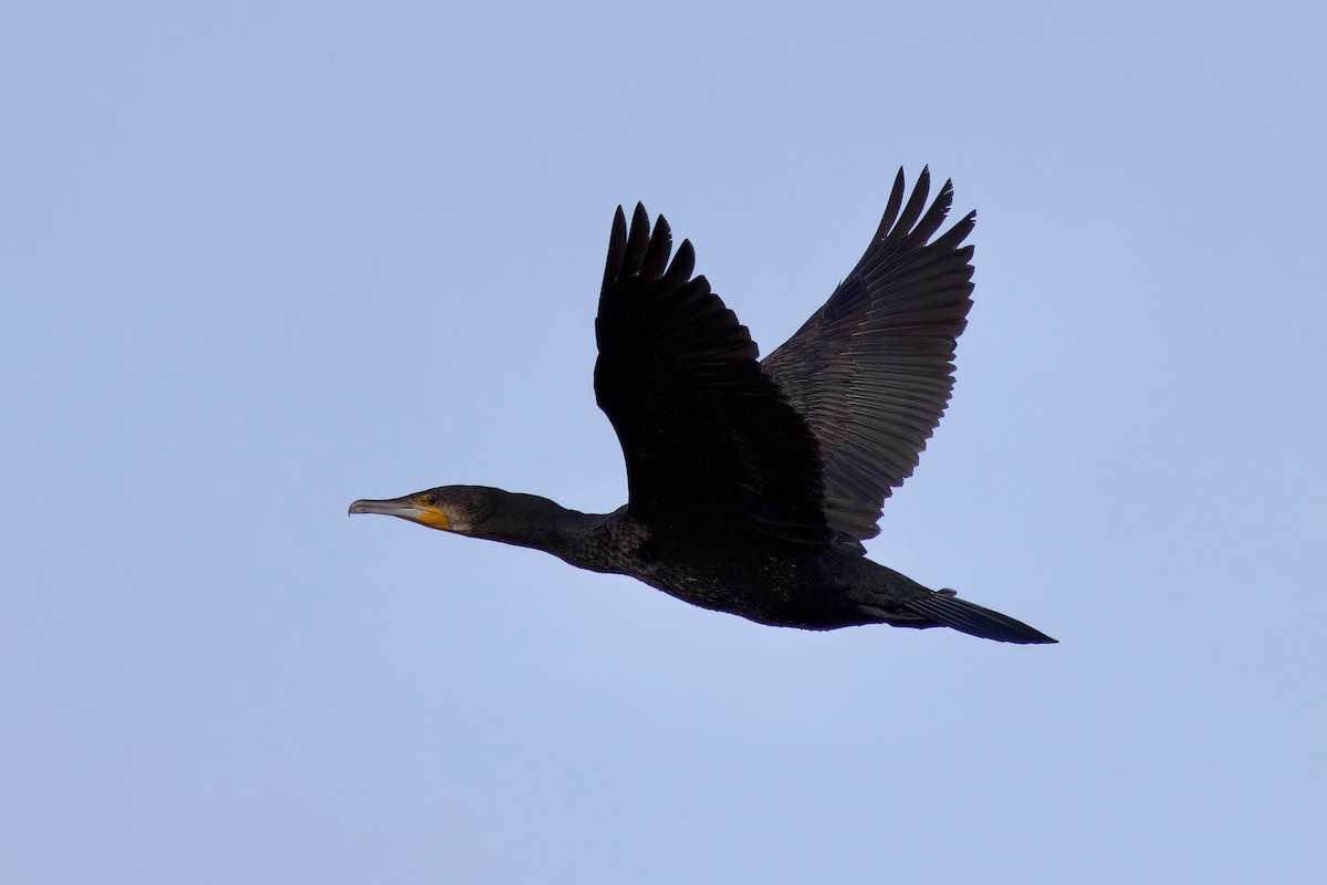 Баклан великий - ML646964039