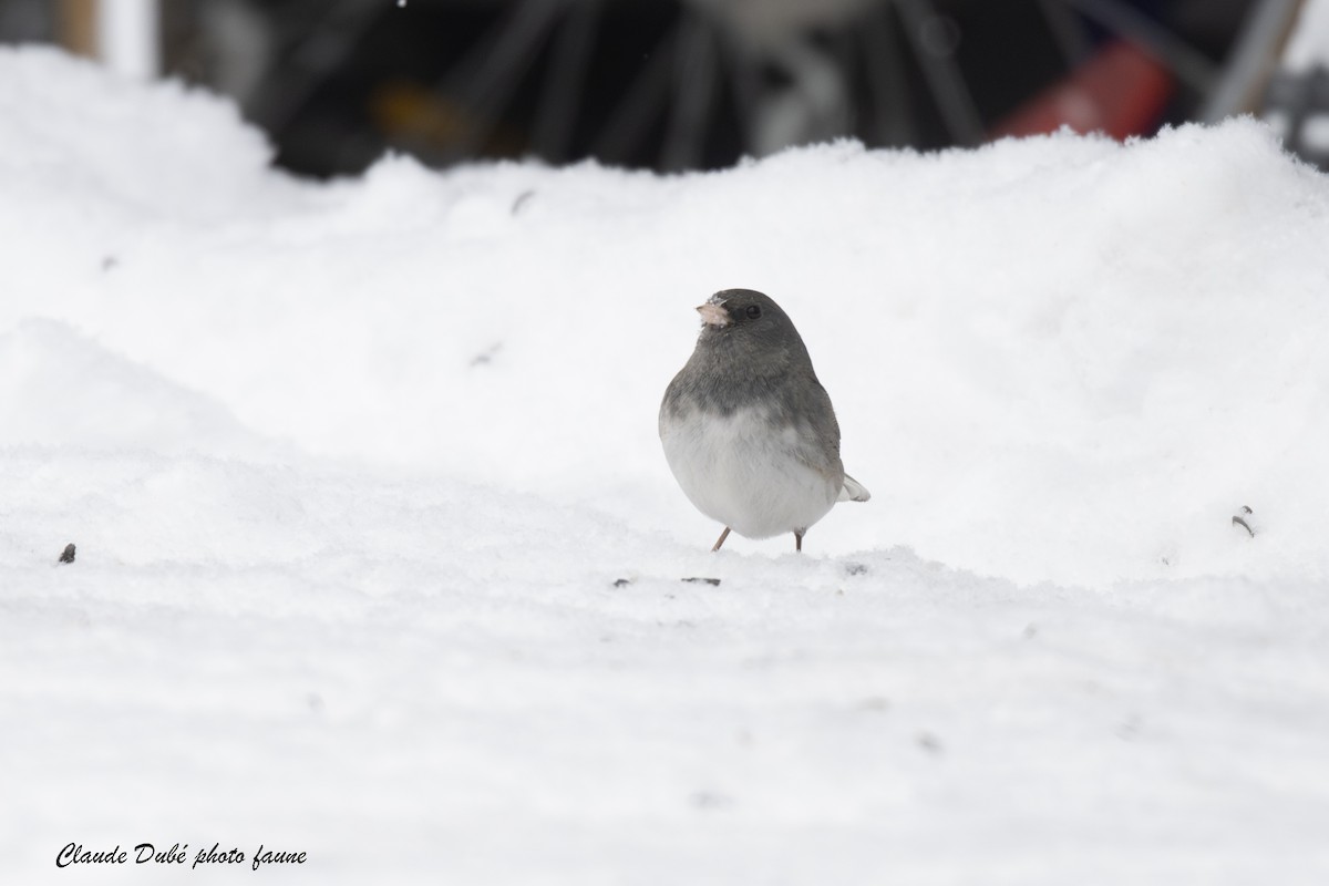 יונקו כהה-עין - ML646964041