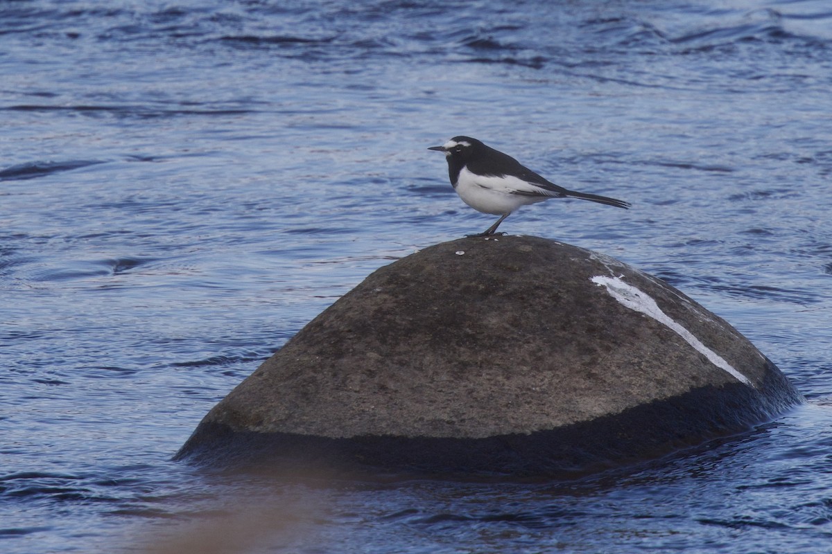 Плиска японська - ML646964046