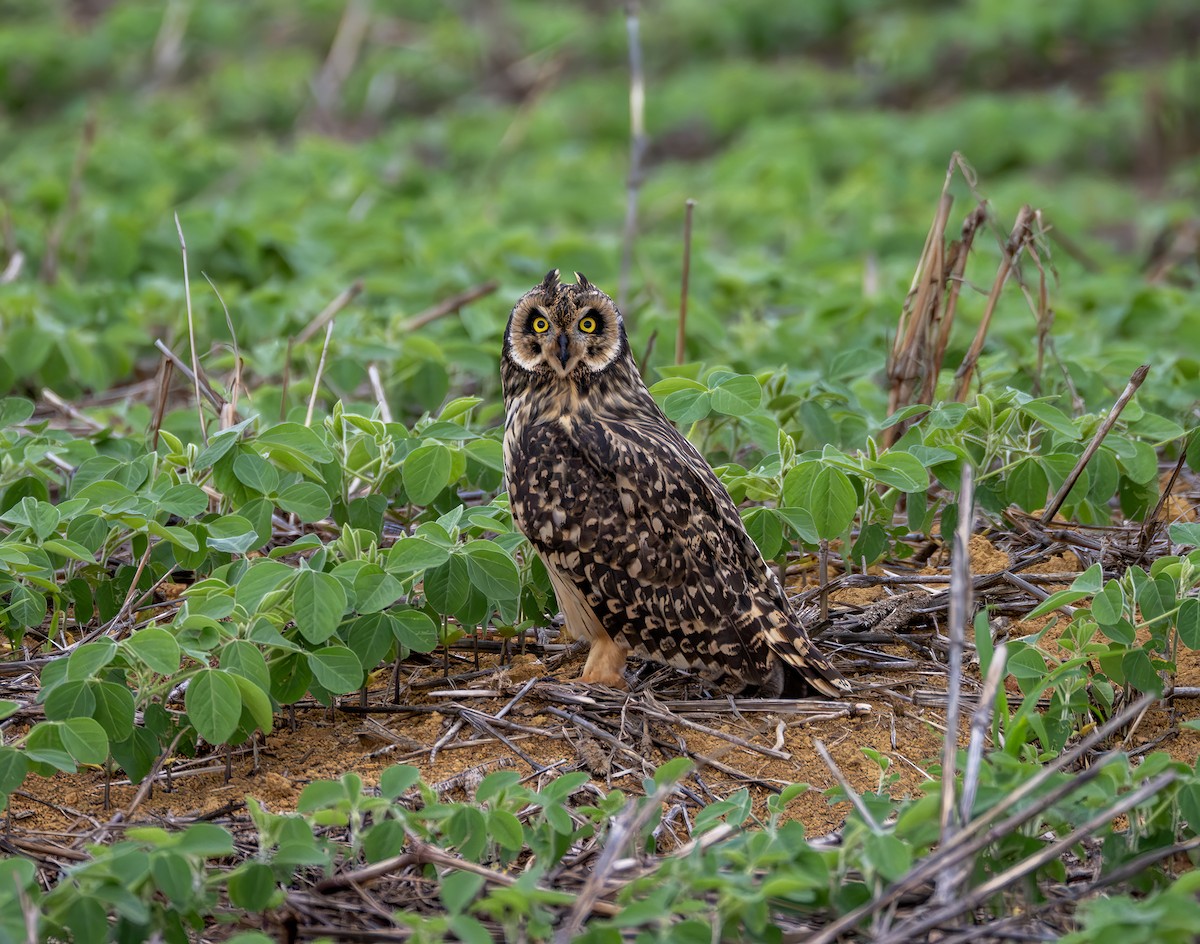 Short-eared Owl - ML646964047