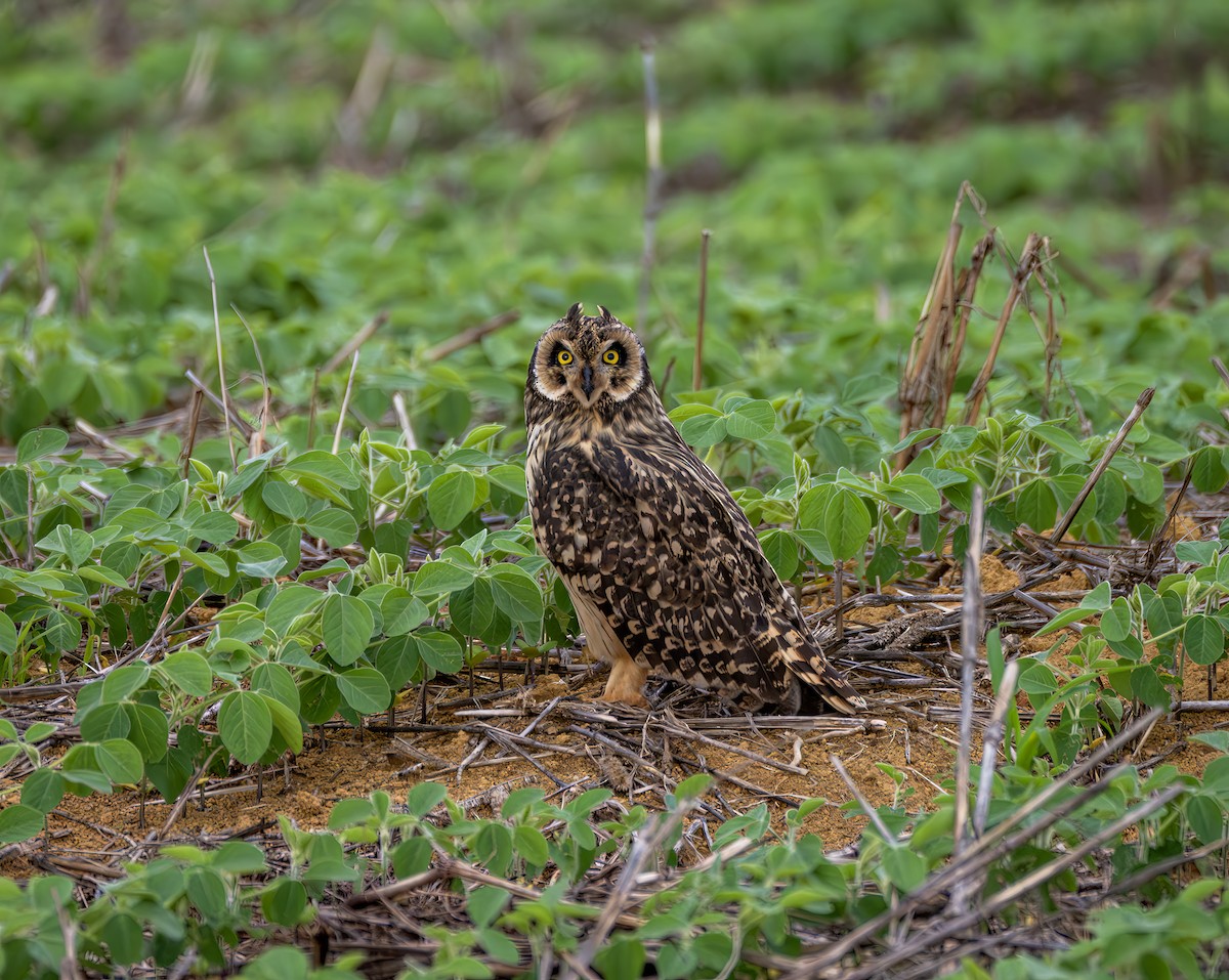 Short-eared Owl - ML646964048