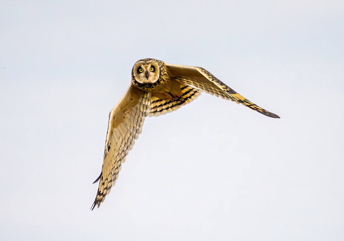 Short-eared Owl - ML646964049
