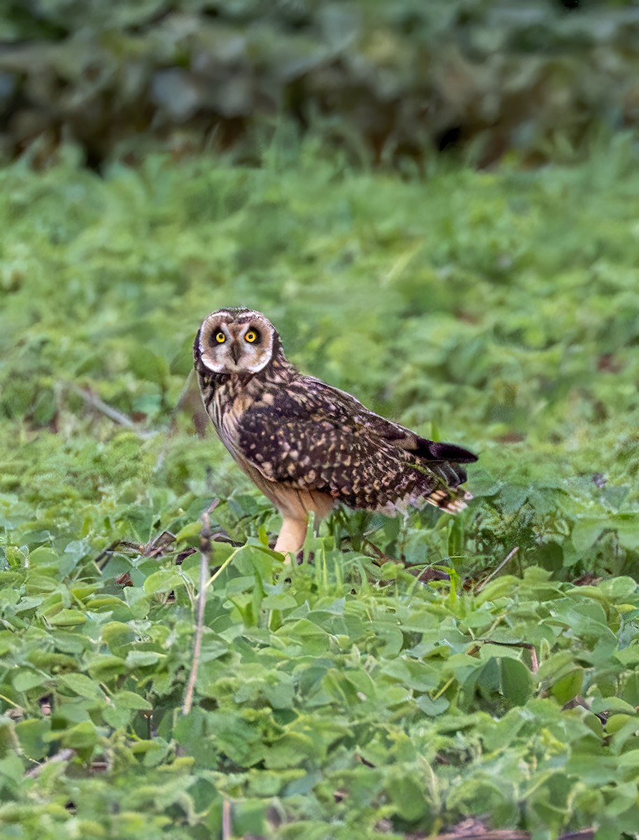 Short-eared Owl - ML646964050